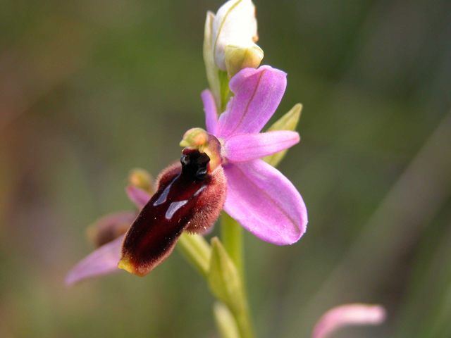 SICILIA - Orchidee di Pantalica