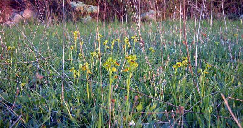 Orchidee al tramonto