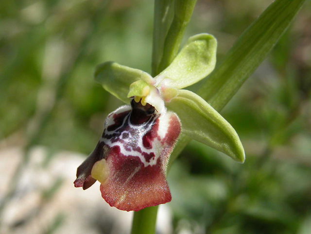 SICILIA - Orchidee di Pantalica