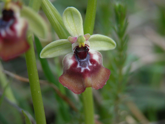 SICILIA - Orchidee di Pantalica