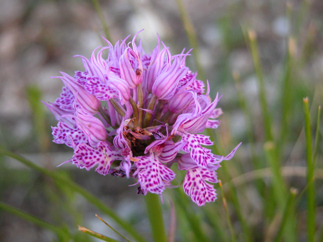 Orchidee al tramonto