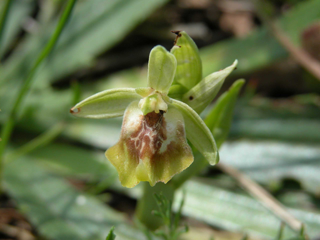 SICILIA - Orchidee di Pantalica