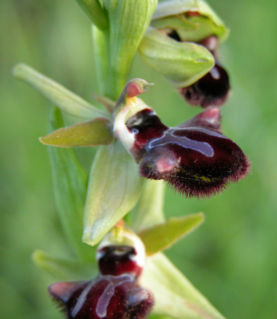 Orchidee al tramonto