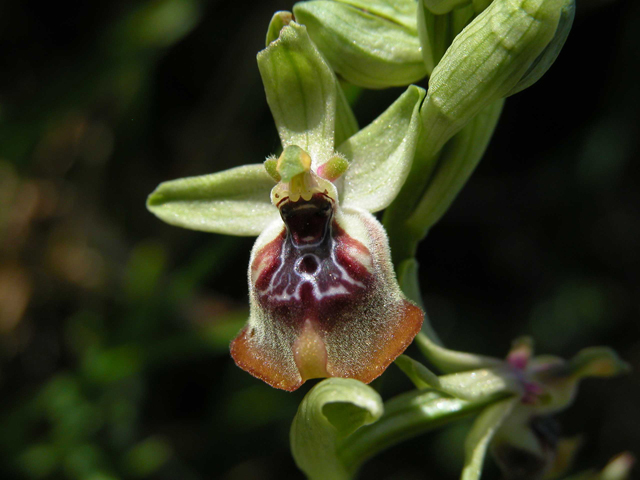 SICILIA - Orchidee di Pantalica