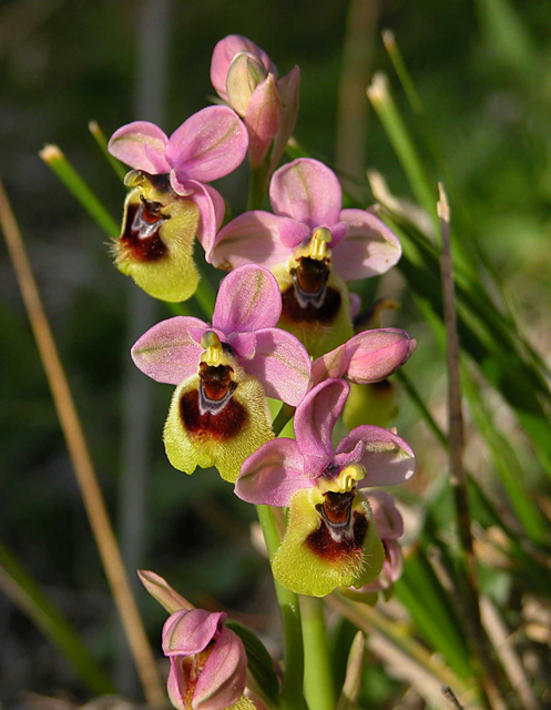 Orchidee al tramonto