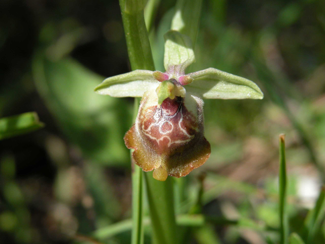 SICILIA - Orchidee di Pantalica