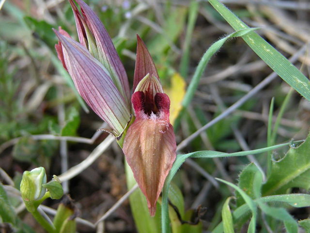 SICILIA - Orchidee di Pantalica