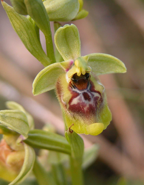 SICILIA - Orchidee di Pantalica