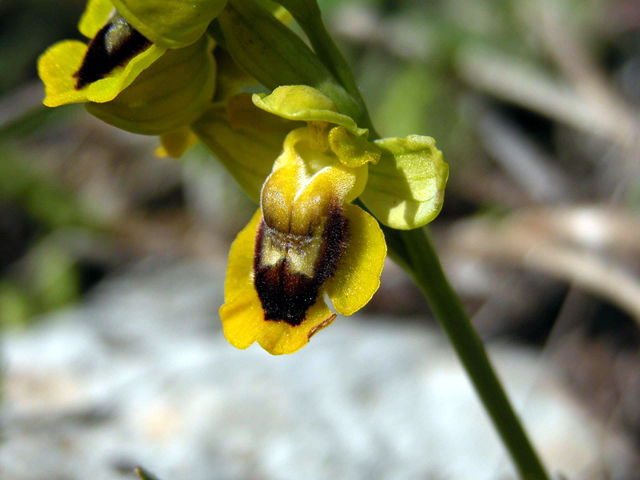 SICILIA - Orchidee di Pantalica