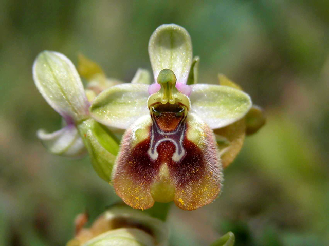 SICILIA - Orchidee di Pantalica