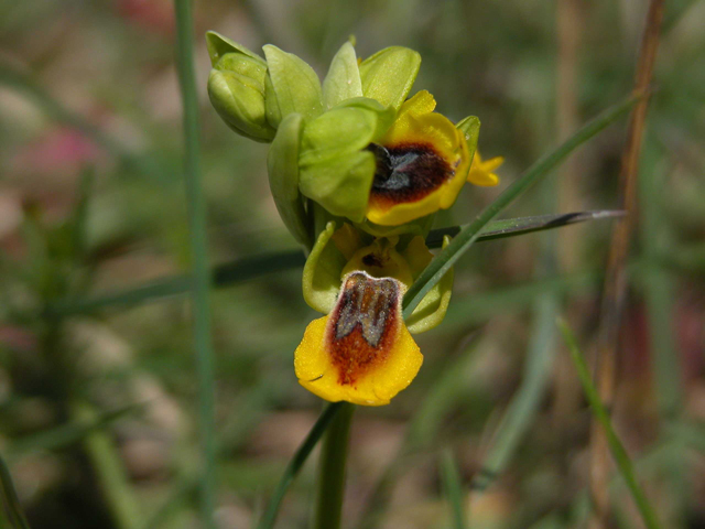 SICILIA - Orchidee di Pantalica