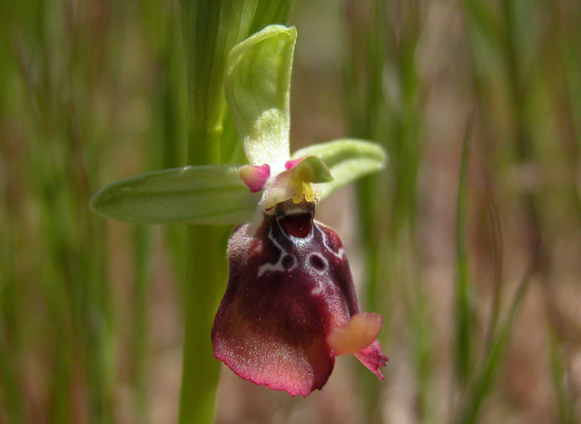 SICILIA - Orchidee di Pantalica