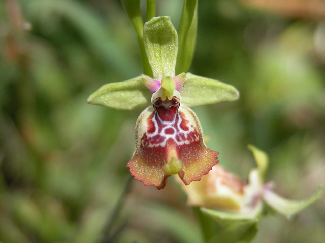 SICILIA - Orchidee di Pantalica