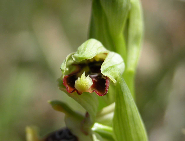 SICILIA - Orchidee di Pantalica