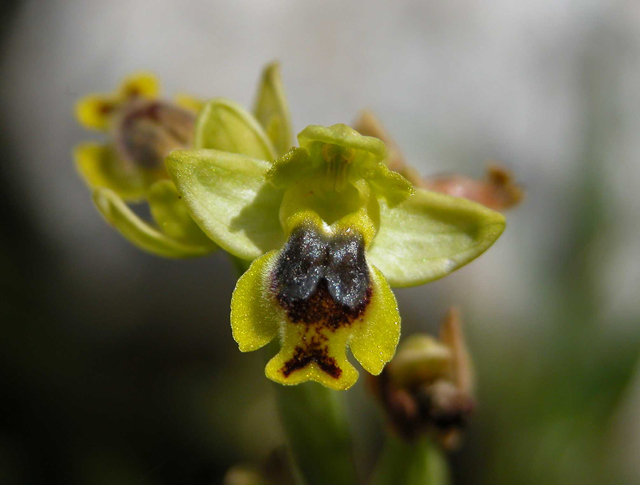 SICILIA - Orchidee di Pantalica