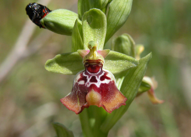 SICILIA - Orchidee di Pantalica