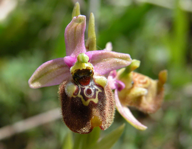 SICILIA - Orchidee di Pantalica