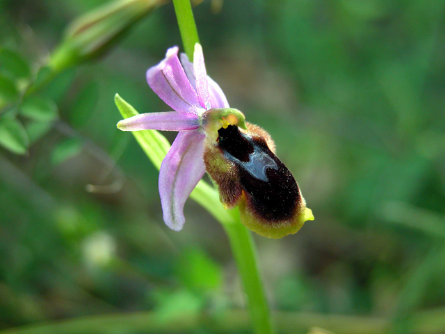 SICILIA - Orchidee di Pantalica