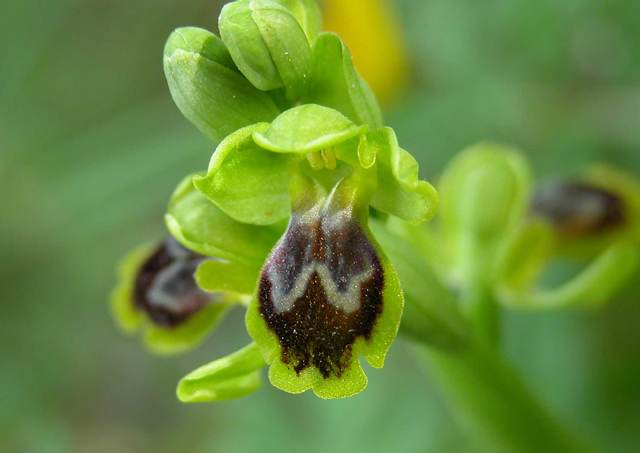 SICILIA - Orchidee di Pantalica