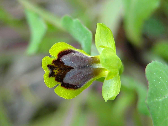 SICILIA - Orchidee di Pantalica