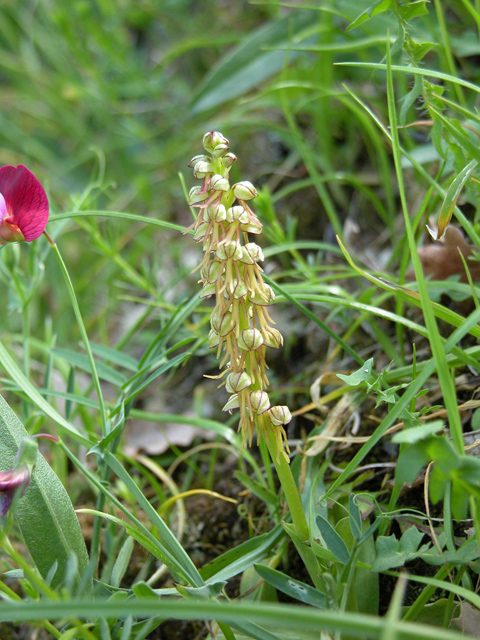 SICILIA - Orchidee di Pantalica