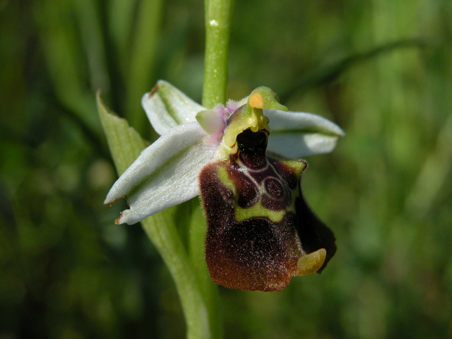 SICILIA - Orchidee di Pantalica