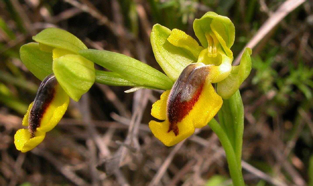 O. lutea... variabilit.