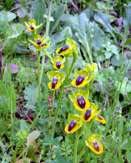 O. lutea... variabilit.