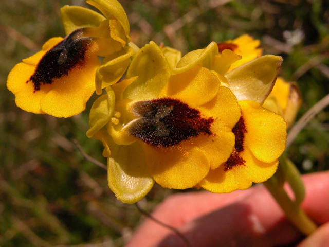 O. lutea... variabilit.