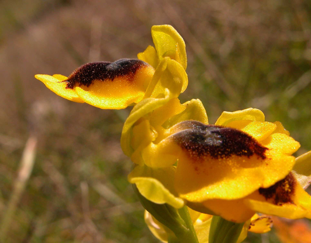 O. lutea... variabilit.