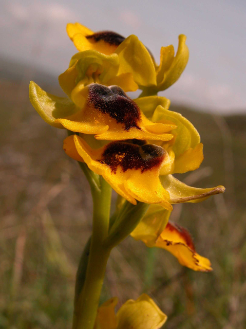 O. lutea... variabilit.