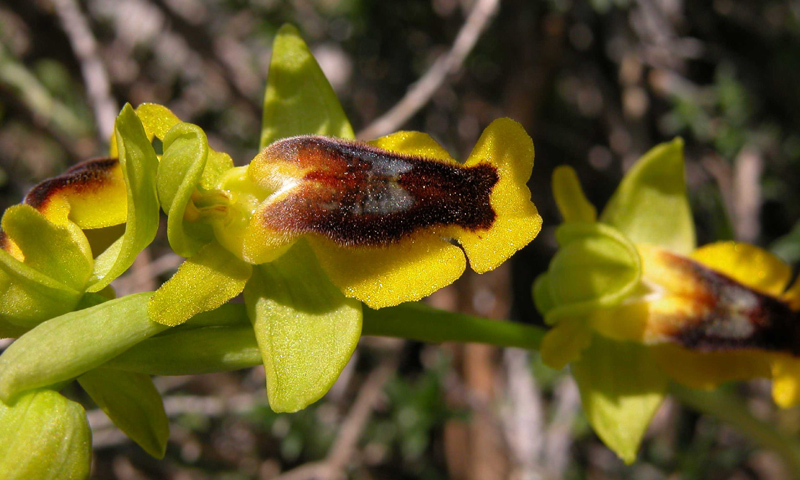 O. lutea... variabilit.