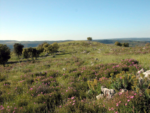 SICILIA - Orchidee di Pantalica