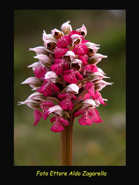 Orchis lactea rossa