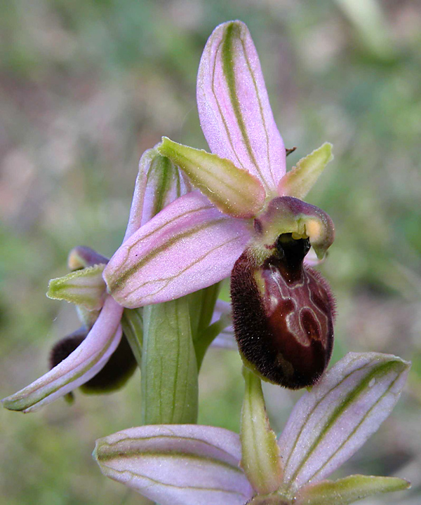 Ophrys garganica, O. sphegodes... ed altro