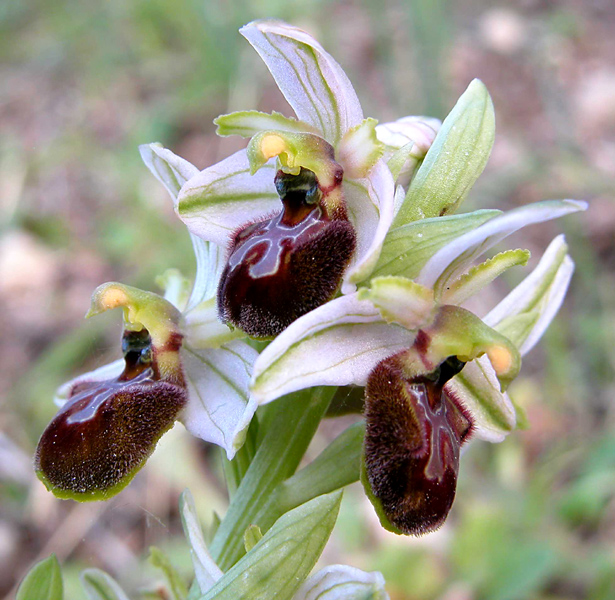 Ophrys garganica, O. sphegodes... ed altro