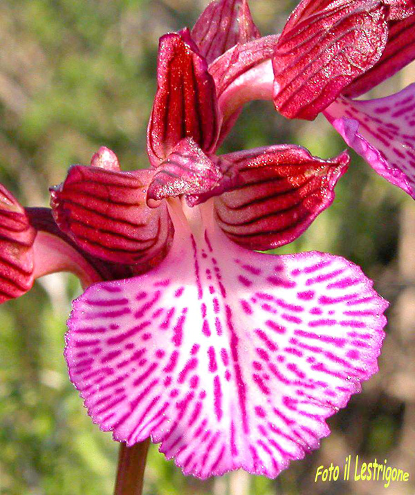 il meglio fiore 2008