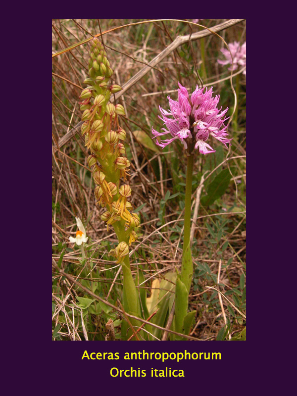 Aceras anthropophorum e Orchis italica