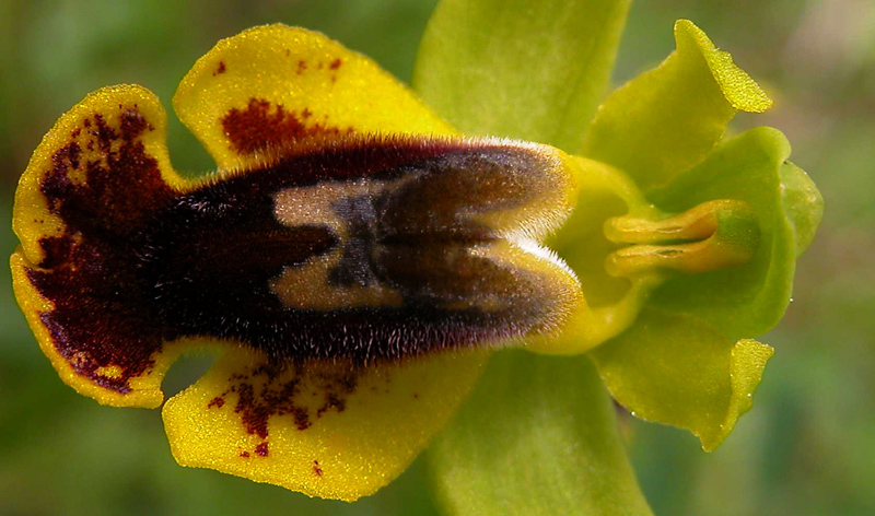 Ophrys melena...?