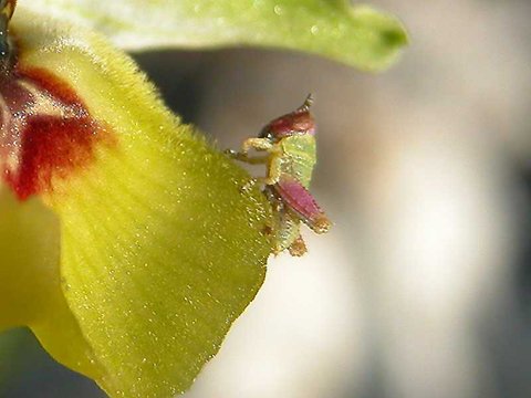 O. LACAITAE  CON  MICROGRILLO