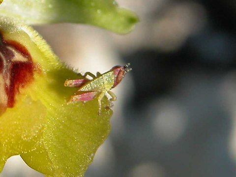 O. LACAITAE  CON  MICROGRILLO