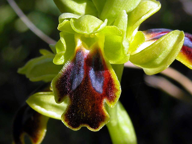 Ophrys iricolor subsp. eleonorae