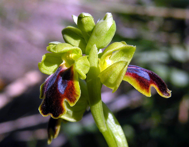 Ophrys iricolor subsp. eleonorae