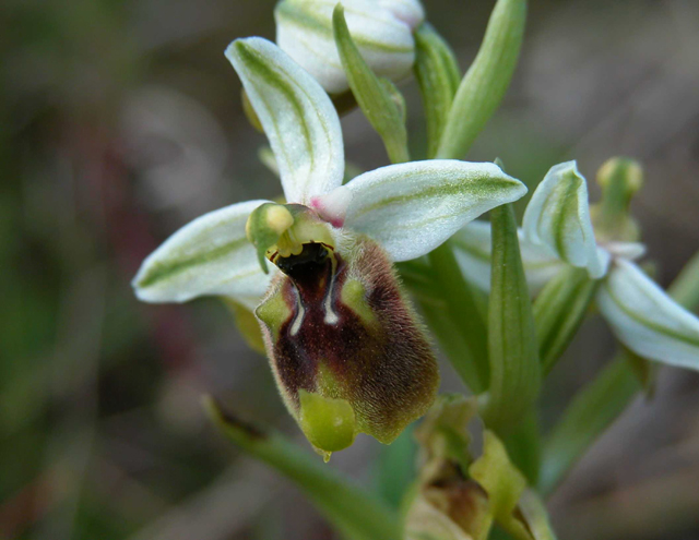 ci vedete qualcosa di Ophrys lacaitae (monti iblei-noto)