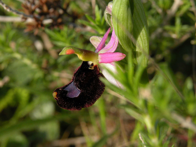 Ophrys bertolonii  dai monti iblei