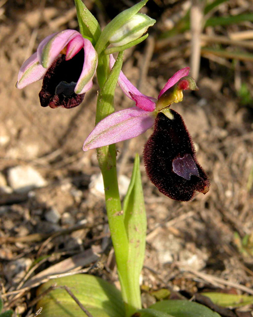 Ophrys bertolonii  dai monti iblei