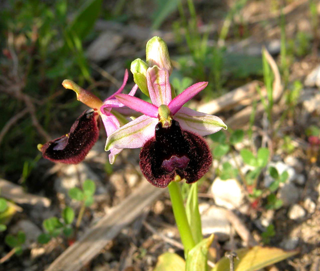 Ophrys bertolonii  dai monti iblei