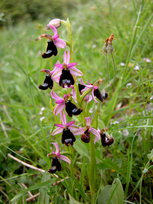 Ophrys bertolonii  dai monti iblei