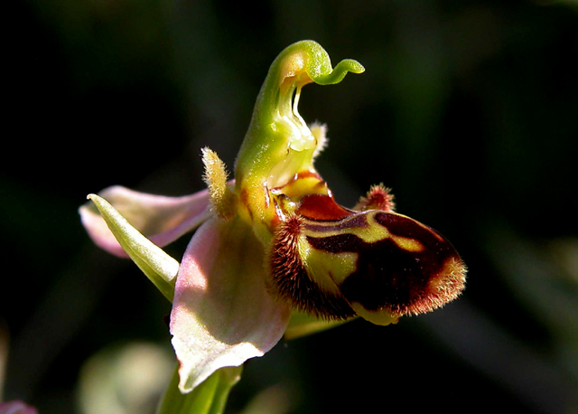 O. Apifera mattutina