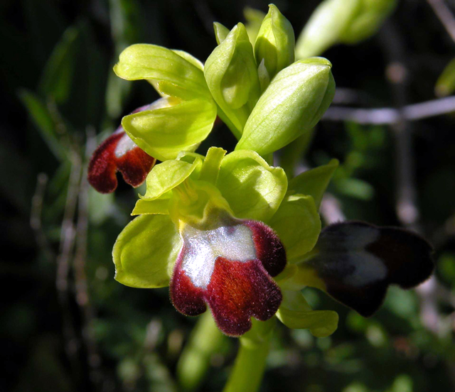 Ophrys iricolor subsp. eleonorae